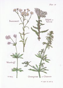 Achillea ptarmica, Milenrama, Asperula odorata, Galium aparine, 1951 de Bessie D. Inglis