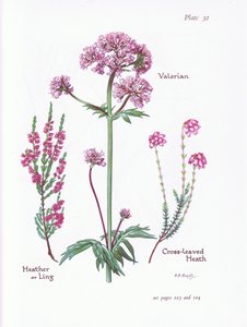 Valeriana, Brezo o Ling, Brezo de hojas cruzadas de Bessie D. Inglis