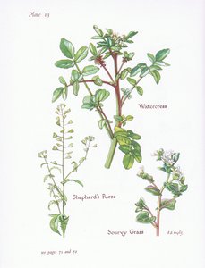 Berro, Capsella bursa-pastoris, Cochlearia, 1951