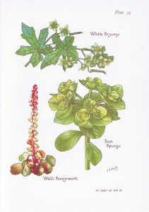 Bryonia blanca, Euforbia helioscopia, Umbilicus rupestris, 1951 de Bessie D. Inglis