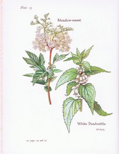 Lamium album, Filipendula ulmaria, 1951 de Bessie D. Inglis
