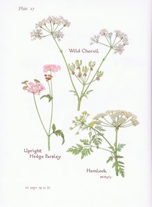 Chaerophyllum temulum, Conium maculatum, Torilis japonica, 1951 de Bessie D. Inglis