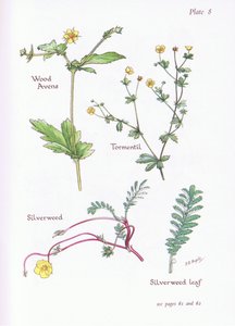 Geum urbanum, Potentilla erecta, Potentilla anserina, 1951 de Bessie D. Inglis