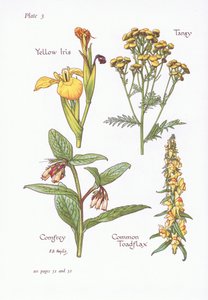 Iris pseudacorus, Tanacetum vulgare, Symphytum, Linaria vulgaris, 1951 de Bessie D. Inglis