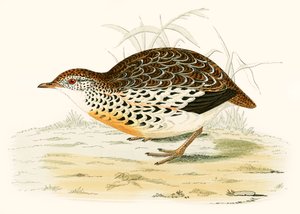 Codorniz andaluza