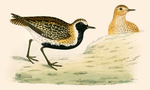 Chorlito dorado de Beverley R. Morris