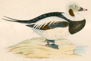 Pato de cola larga de Beverley R. Morris