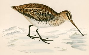 Agachadiza