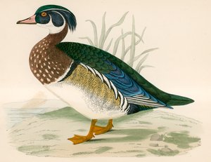 Pato de Verano