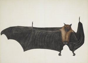 Gran murciélago frugívoro indio, ca. 1777-82 de Bhawani Das