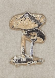 Seta paraguas dibujada a mano, color marrón de Biodiversity Heritage Library.