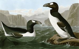  Gran alca de Bird Artist of America. John James Audubon
