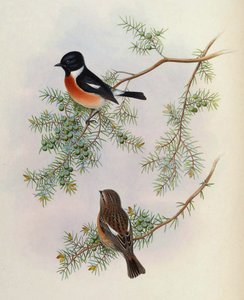 Saxicola maurus indicus, en Juniperus formosana. De The Birds of Asia (John Gould), volumen 4 de BirdsAsiaJohnGoIVGoul_0144.jpg