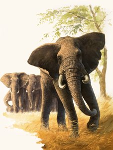 Elefante macho protegiendo a hembras y crías