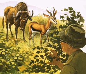 Hombre mirando a través de los arbustos a un gnu y un antílope