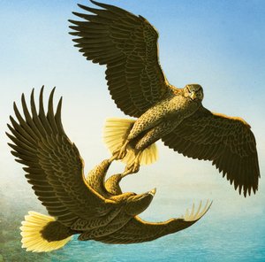 Sea Eagles (gouache sobre papel)