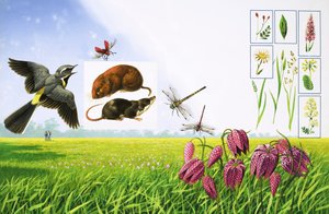 Los campos en flor, con lavandera cascadeña, escarabajo cardenal rojo, topillo campesino y diversas variedades de gramíneas y plantas.