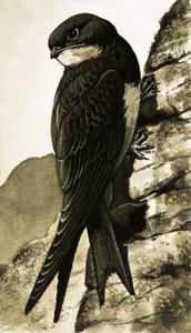 El Swift
