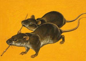 Dos ratones ciegos