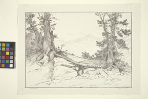 Sierra Pines (tinta sobre papel)