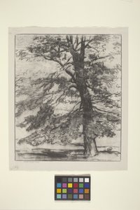 Sugar Maple (tinta sobre papel) de Bolton Coit Brown