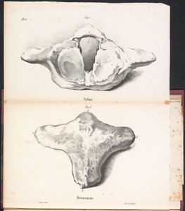 Atlas y esternón de la ballena, 1827 Atlas / Sternum (título sobre el objeto)