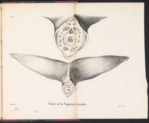 Sección de la aleta caudal de la ballena, 1827 Coupe de la Nageoire Caudale (título sobre objeto)