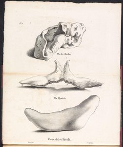Tres partes del hueso hioides de la ballena, 1827 Os du Rocher / Os Hyoid / Corne de l
