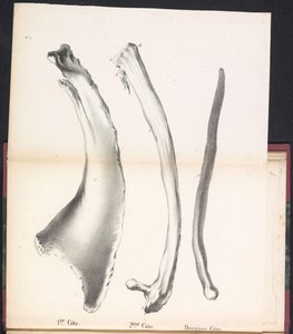 Tres costillas de ballena, 1827 1st Côte / 2me Côte / Derniere Côte (título sobre objeto)