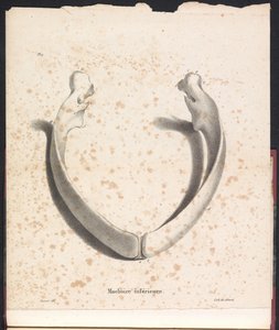Mandíbula inferior de ballena, 1827 Machoire inferior (título sobre objeto)