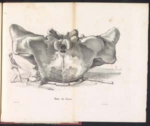 Cráneo de ballena, 1827 Base du Crane (título sobre objeto)