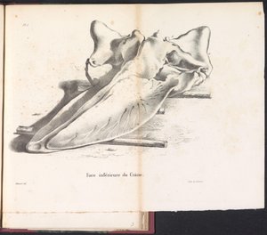 Schedel van de walvis, 1827 Parte inferior del cráneo (título del objeto)