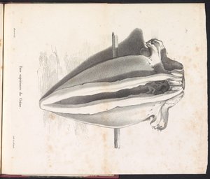 Cráneo de ballena, 1827 Face supérieure du Crâne (título sobre objeto)