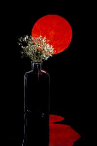 Reflejo floral del sol rojo de Brig Barkow