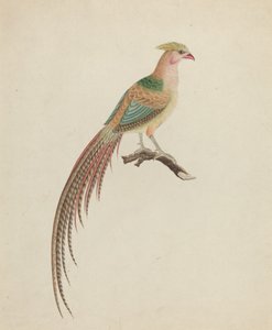 Faisán dorado (Chrysolophus pictus) de British 18th Century