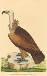 El buitre alpino de British 18th Century