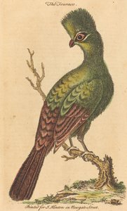 El pájaro Touraco de British 18th Century