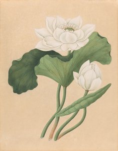 Loto indio oriental (Nelumbo nucifera) de British 19th Century