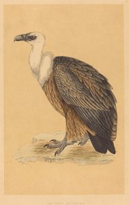 Buitre Leonado de British 19th Century