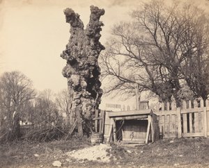 Árbol viejo cerca de Chatham de British 19th Century