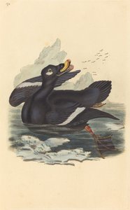 Pato de terciopelo de British 19th Century