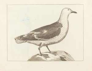 Aves acuáticas de British 19th Century
