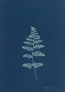 Hothocleana,c. década de 1850 (foto) de British Photographer