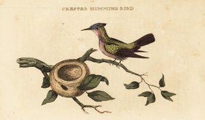 Colibrí crestado de las Antillas, Orthorhyncus cristatus de British School