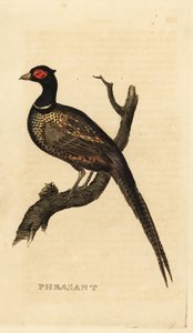 Faisán común, Phasianus colchicus de British School