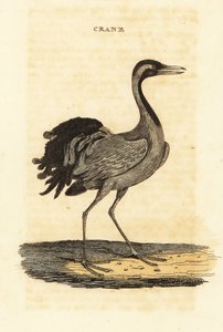 Cráneo de damisela, Grus virgo