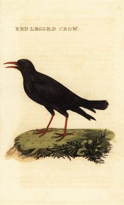 Chova piquirroja, Pyrrhocorax pyrrhocorax