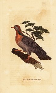 Paloma de la reserva, Columba oenas de British School