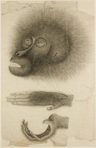 La cabeza y las manos de un orangután, c.1818-30 (lápiz y acuarela sobre papel)