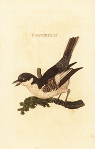 Lavandera blanca, Motacilla alba de British School